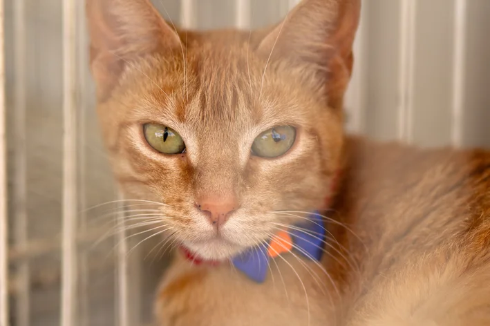 Gato laranja