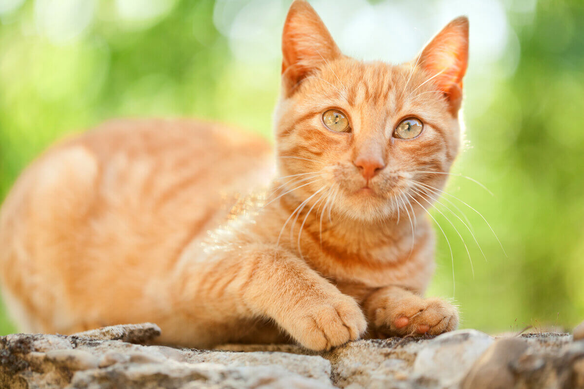 Gato laranja